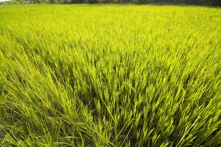 green rice fieldの写真素材