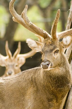 deersの写真素材