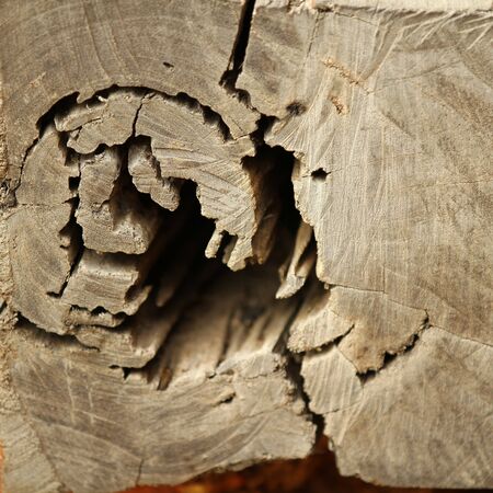 Graphic by nature on ruin wood の写真素材
