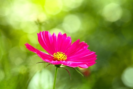 Mari gold flower.の写真素材