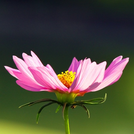 Mari gold flower.の写真素材