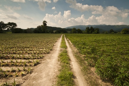 The fertile of pineapples field.の写真素材