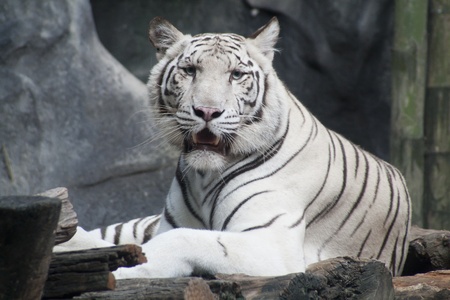 White tiger relaxing on warm day の写真素材