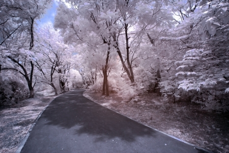 Infrared Landscapeの写真素材