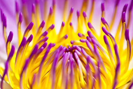 Closed up of purple lotusの写真素材