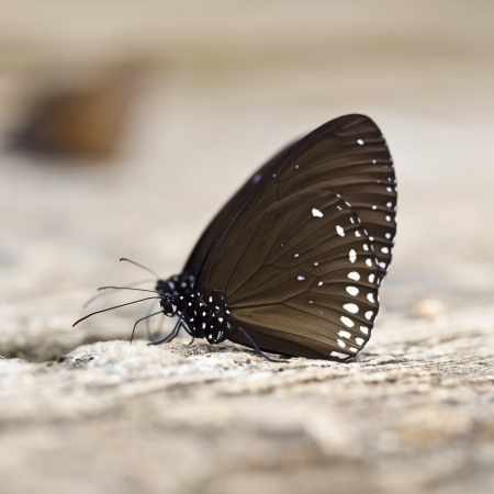 Two of Common Indian Crow Butterflies (Euploea core)の写真素材