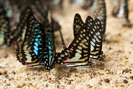 Common Jay Butterflys 