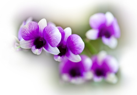 Closed up of orchid yellowの写真素材