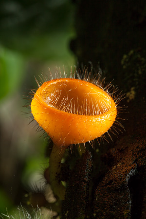 Orange mushroom in rain forest of Thailand.の写真素材