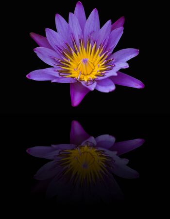 Purple water lily on a black background.の写真素材