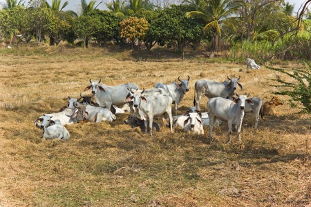 Thai cattle.の写真素材