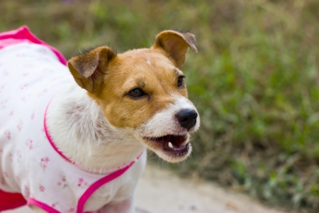 Close-up of Jack Russell , 2 year oldの写真素材