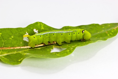 Leaf worms の写真素材