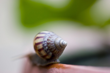 Closeup snail の写真素材