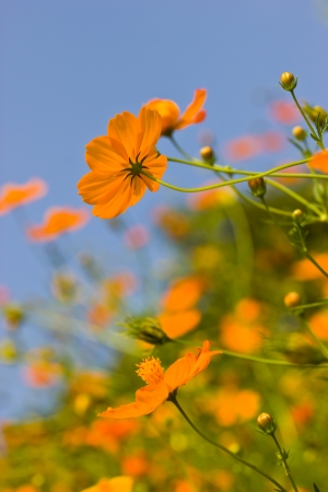 Yellow Cosmos flowerの写真素材