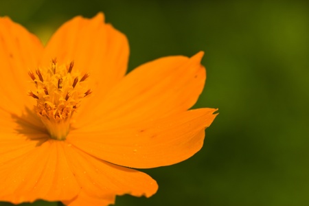 Yellow Cosmos flower