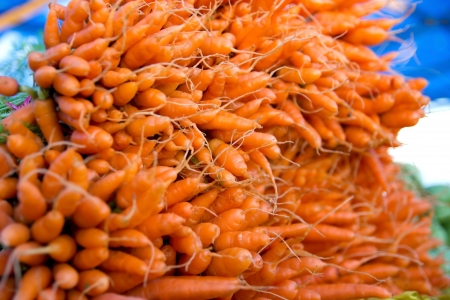 Small carrot の写真素材