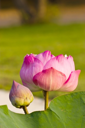Lotus buds の写真素材