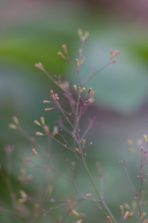 Plant small abstract paintings の写真素材