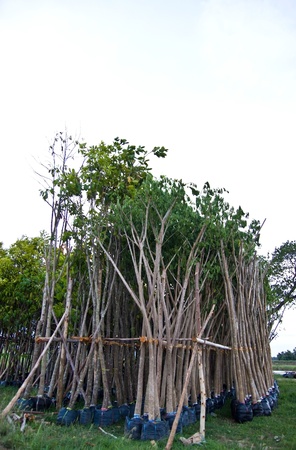 Small tree in the parkの写真素材