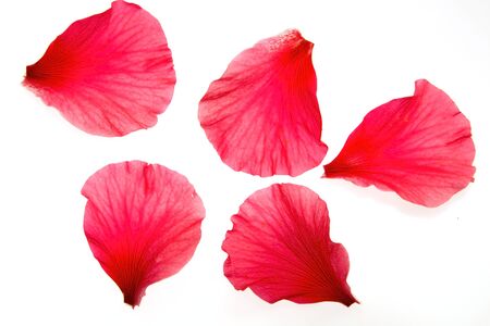 Petals on white backgroundの写真素材