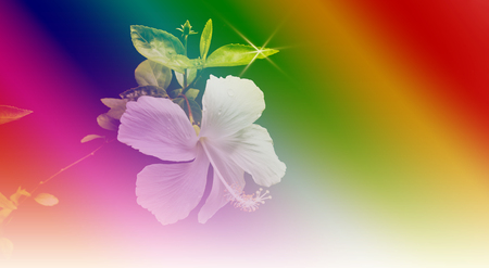 Hibiscus flowers Rainbow Lightの写真素材