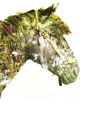 horse in the magic forestの写真素材