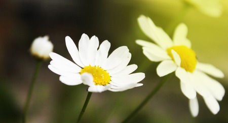 Flowering. Chamomile. Blooming chamomile field, Chamomile flowers Natural herbal treatmentの写真素材