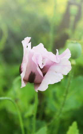 Combine harvester harvest ripe wheat on a farmの写真素材