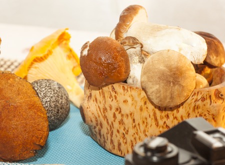 photography of autumn harvest of forest mushroomsの写真素材