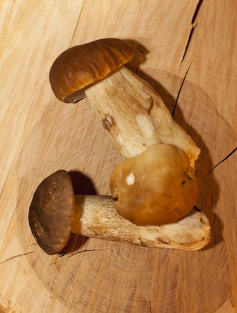 Brown mushrooms on a stump, the concept of a mushroom seasonの写真素材
