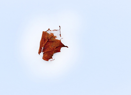 Winter, cold. Red maple leaf on snow in early winter.の写真素材