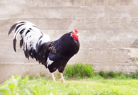 Summer. Warm and sunny day. Rooster and chickens on the farm. On the street. The horizon line is not right.の写真素材