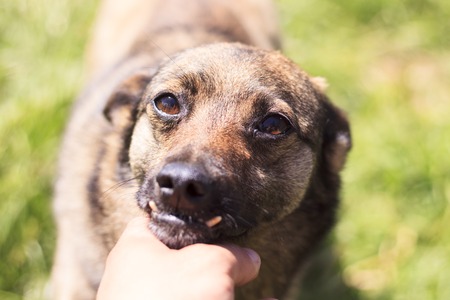 The dog has an incorrect bite. The human hand is stroking. Shallow depth of field.の写真素材