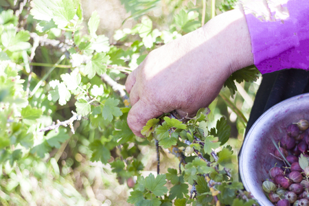 A bright, sunny day. Harvesting in hands is carried out. Gooseberries are already ripe.の写真素材