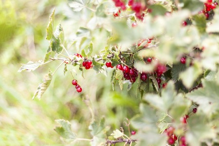 Red currant. In a natural environment. Berries are on the bush.の写真素材