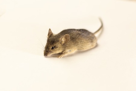 Gray mouse, on a white background, no isolateの写真素材