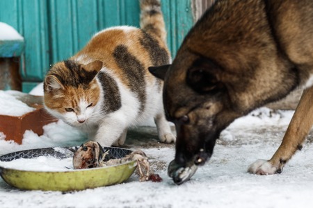 a stray dog and a cat take away a piece of meat from each other. have toning. close-up.の写真素材