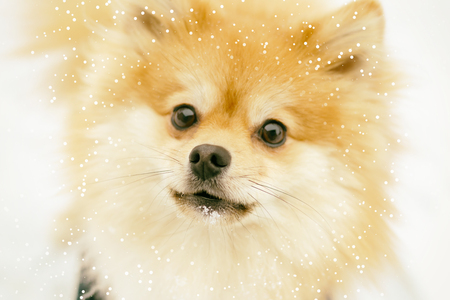 Portrait of a ginger Pomeranian dog on a background of snowy winter. have toningの写真素材