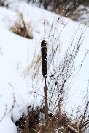 winter. The lake was covered with snow. the reed did not wait for the cold.の写真素材