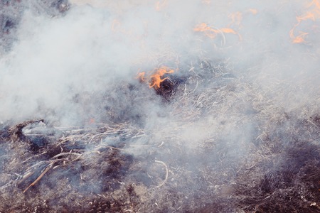 dry grass near the forest. the forests are burning. fire hazard. have toning.の写真素材