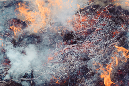 dry grass near the forest. the forests are burning. fire hazard. have toning.の写真素材