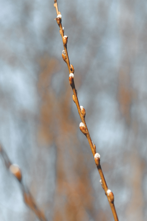 early spring. the snow is gone. buds begin to bloom. the tree comes alive after winterの写真素材