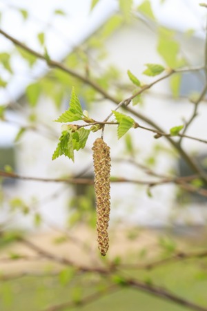 Spring. daylight. birch is just starting to bloom. have earrings. there is a house in the background, it is out of focusの写真素材