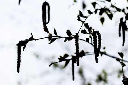 Silhouettes of birch twig with catkins. Spring birch twig with earrings. Spring.の写真素材