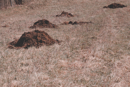 daylight. manure lies on the field. fertilizer without chemical additives. all naturalの写真素材