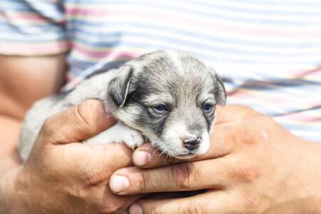 a young man with tanned arms is holding a very small puppy. the baby is petting him. daylight. close-up.の写真素材