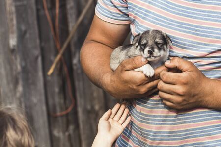 a young man with tanned arms is holding a very small puppy. the baby is petting him. daylight. close-up.の写真素材