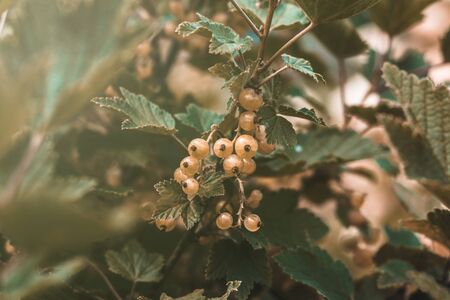red currant bush. daylight. have toning natural productの写真素材