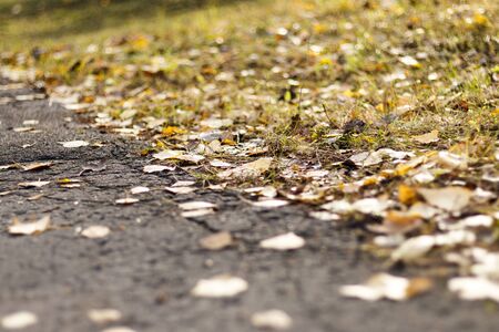 autumn. Yellow birch leaves lies on the grass. daylight. shallow depth of cut